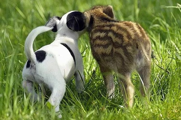 Köpek Tinni ve Vahşi Tilki Sniffer