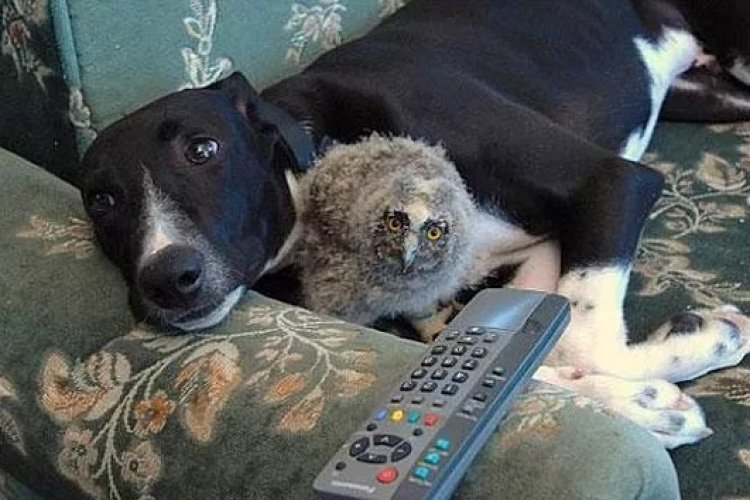 Köpek Tork ve Baykuş Shrek