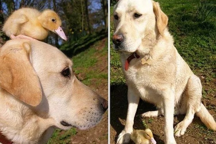 Labrador Fred ve Ördek Yavrusu Dennis