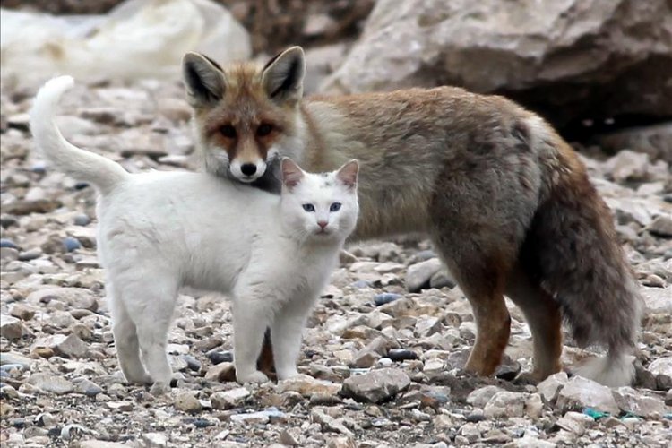 Kedi ve Tilki Arkadaşlığı
