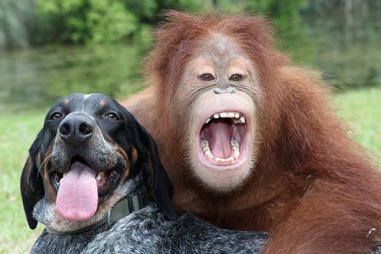 Orangutan Suryia ve Mavi Roscoe